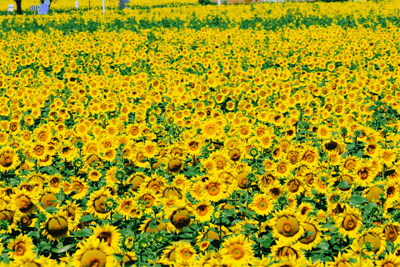 Sunflowers in Effects of Leadership