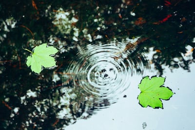 Make work matter ripples and leaves image